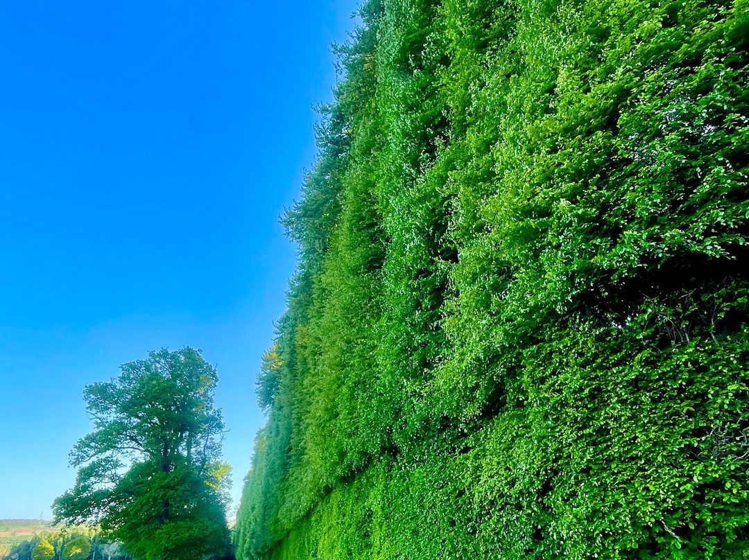 Meikleour Beech Hedges-Meikleour必去景点
