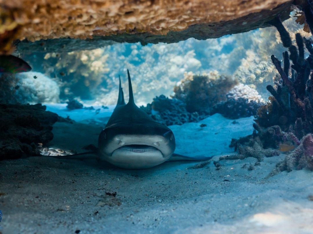 Ningaloo Reef Whale Sharks