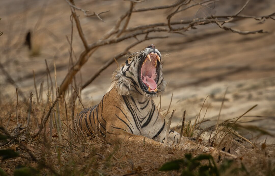 Sudhir Shivaram Photography-班加罗尔必去景点