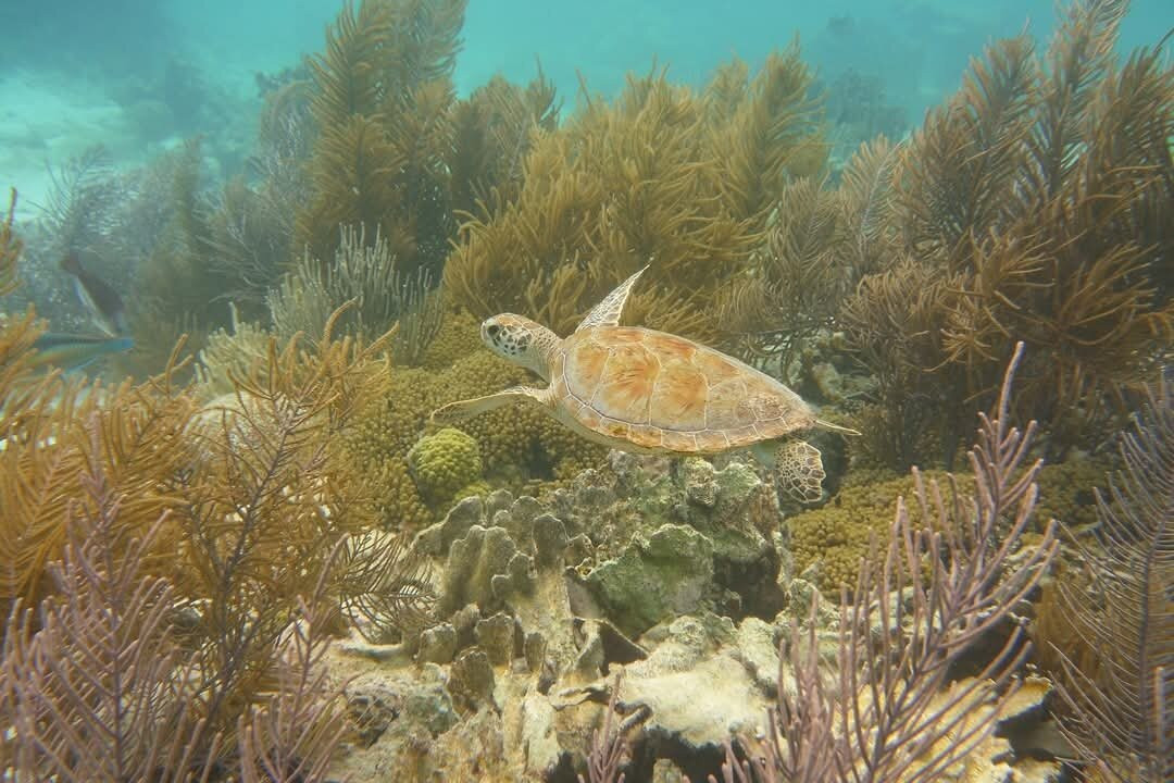 Sea Cow Snorkeling Bonaire-Kralendijk必去景点