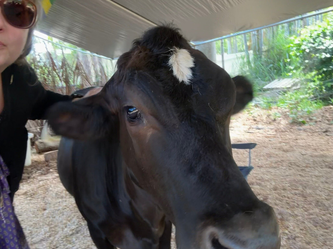 Krishna Cow Sanctuary景点图片