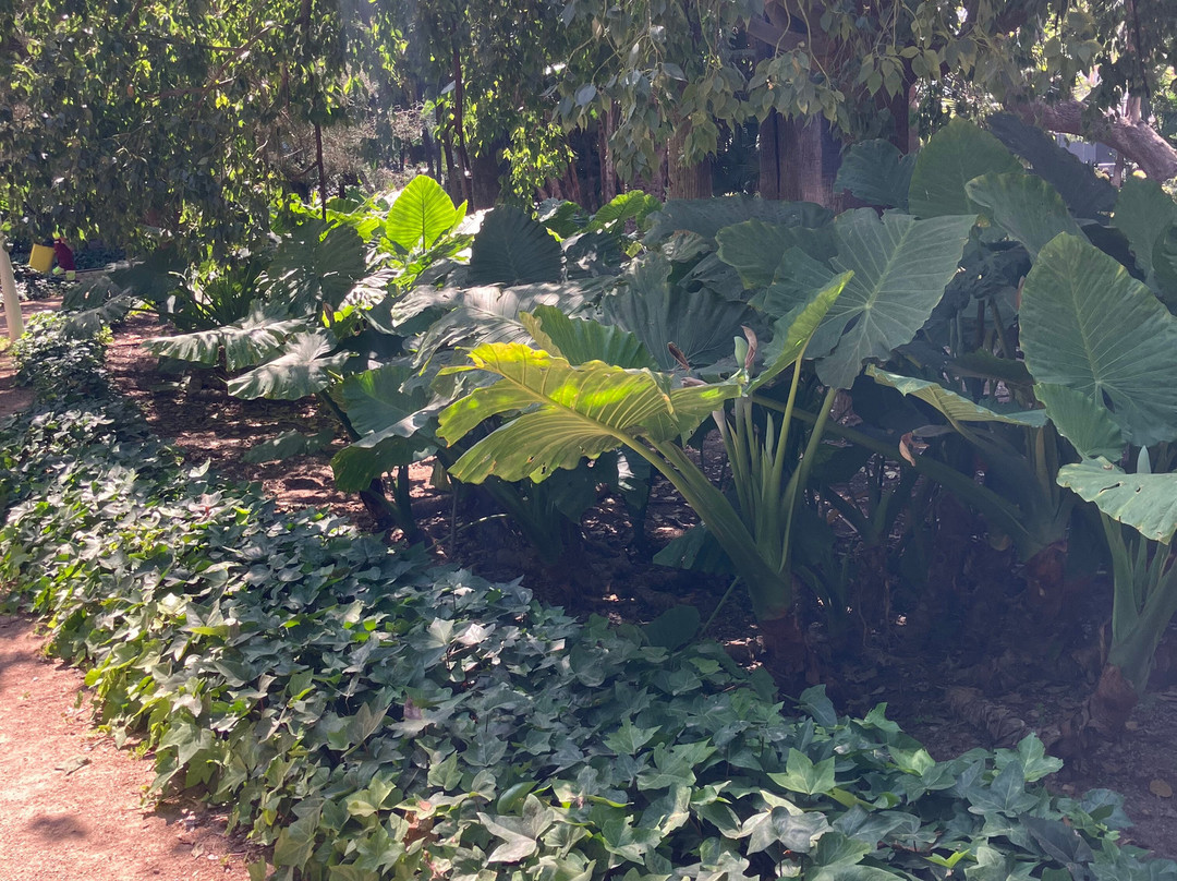Parque de Malaga景点图片
