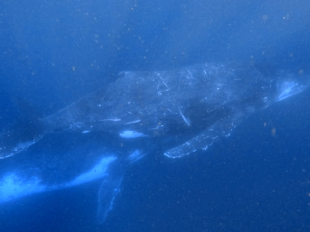 Tweed Gold Coast Dive Charters-堤维德岬必去景点