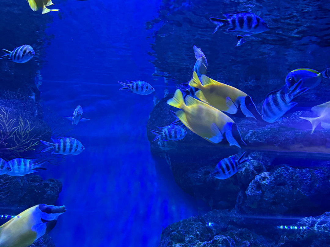 Marassi Aquarium & Underwater Zoo景点图片