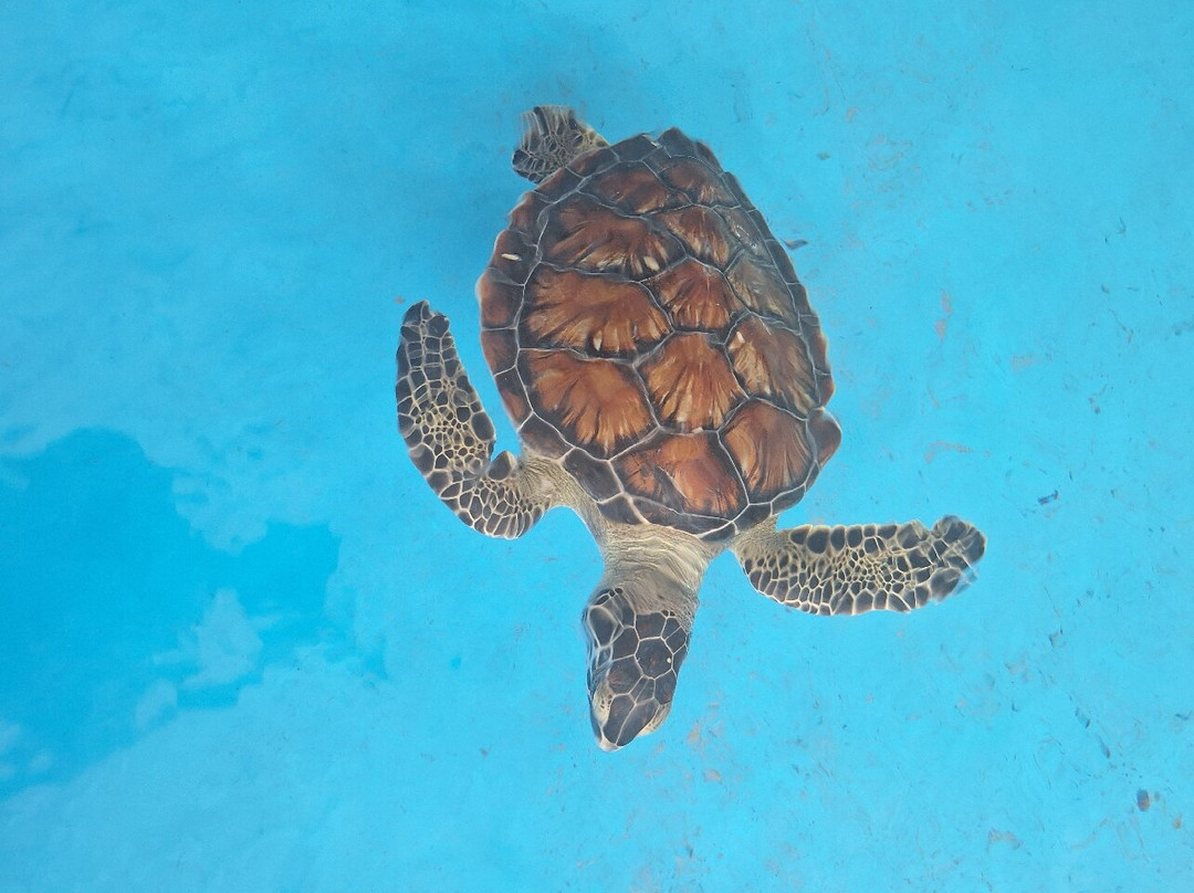 Landhuis Bona Vista主图