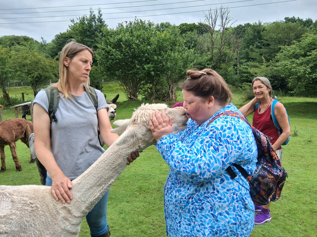 Lydford Gorge Alpacas-Lydford必去景点