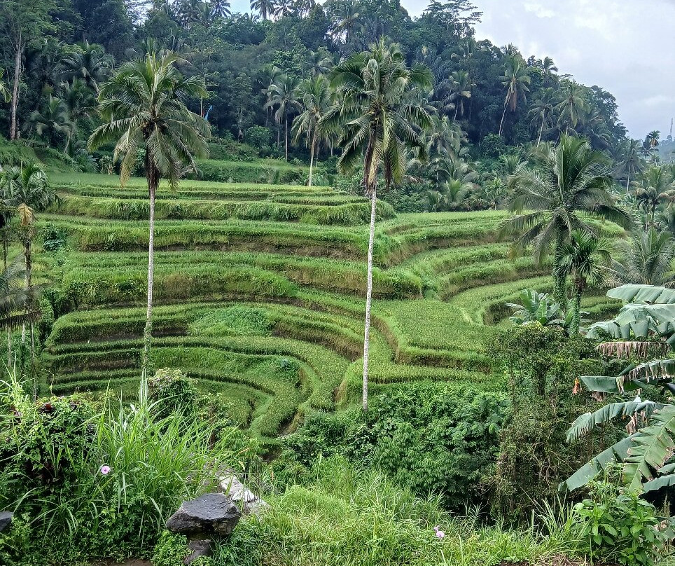 Bali With a Local Tour-佩艳艮必去景点