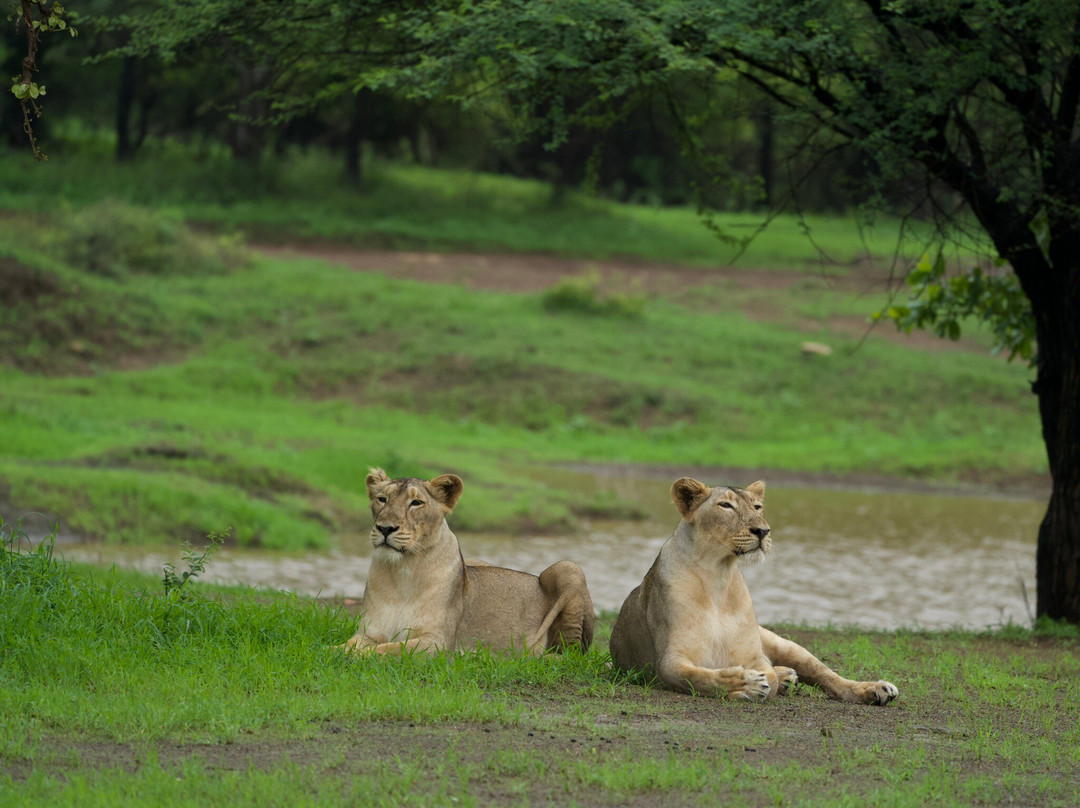 Aramness Gir National Park主图