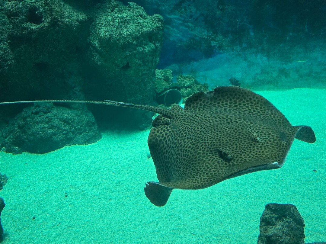 Aquarium de Lyon-La Mulatiere必去景点