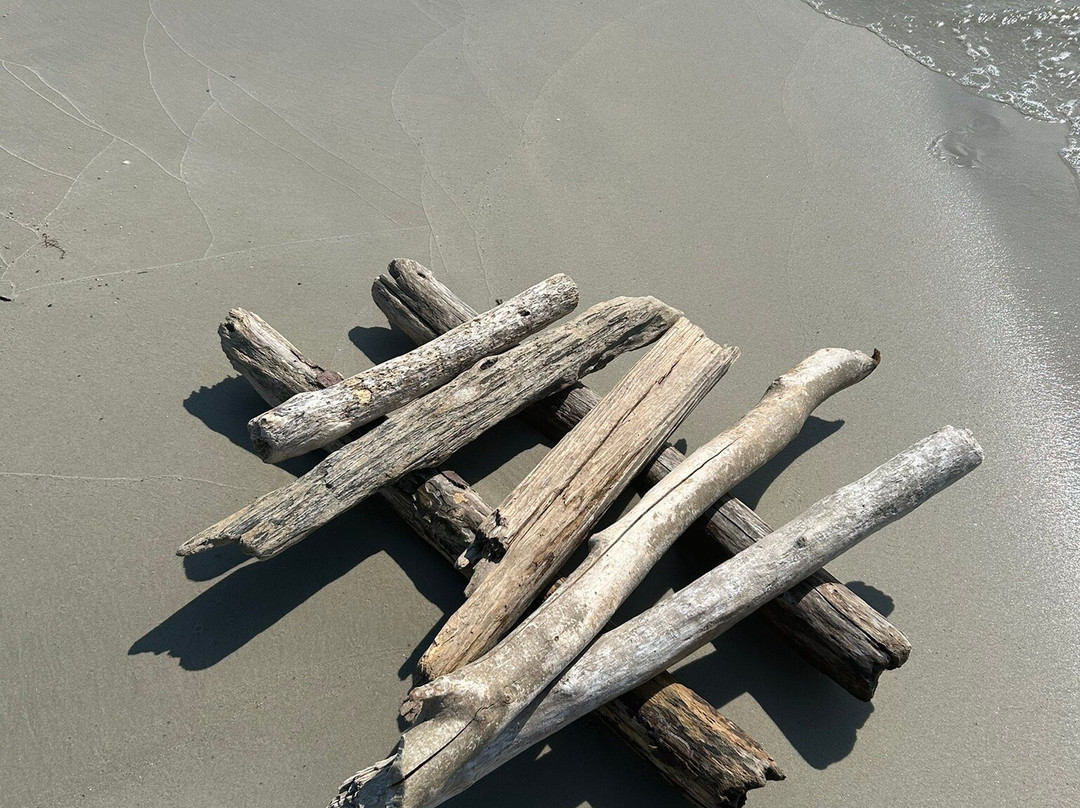 Dauphin Island Audubon Bird Sanctuary-Dauphin Island必去景点