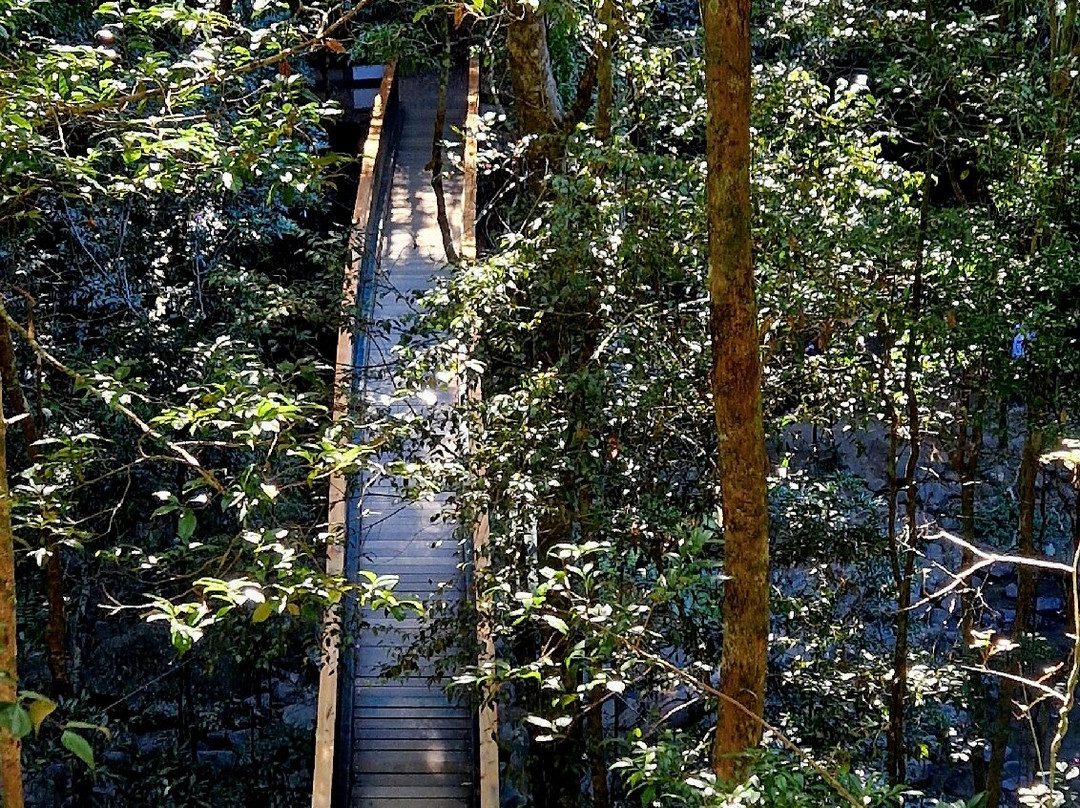 Buderim Forest Park-Buderim必去景点