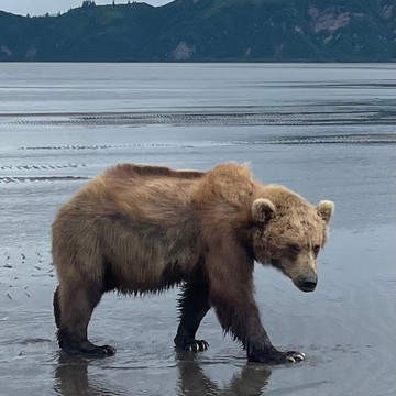 Northwind Aviation LLC-荷马必去景点