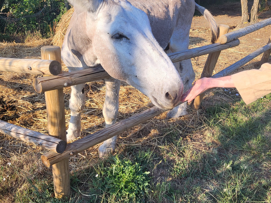 Agriturismo Cappellese主图