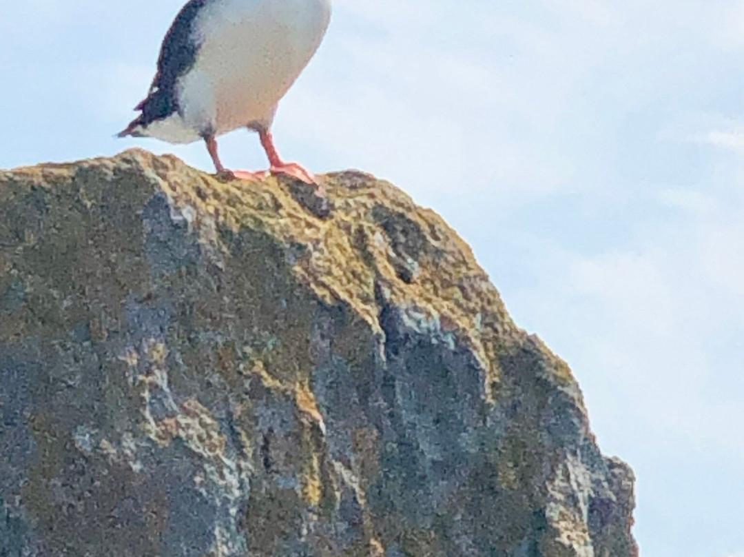 Vigur Island-伊萨菲厄泽必去景点