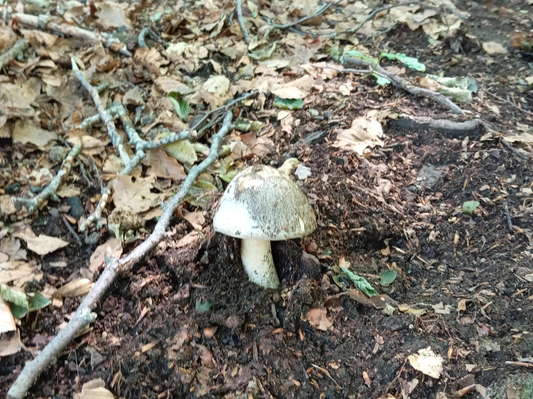 Monte Amiata-托斯卡纳必去景点