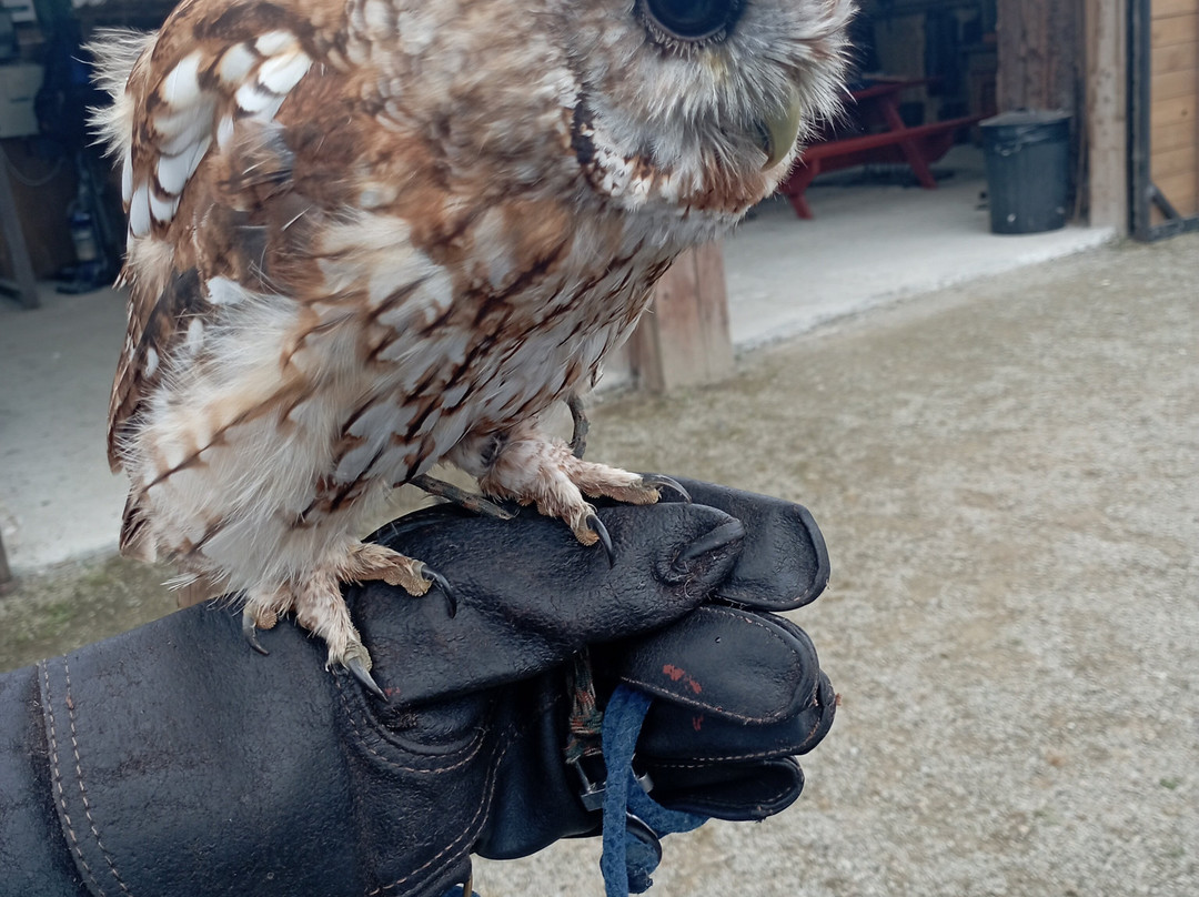 Mayfield Birds of Prey-Kilmacthomas必去景点