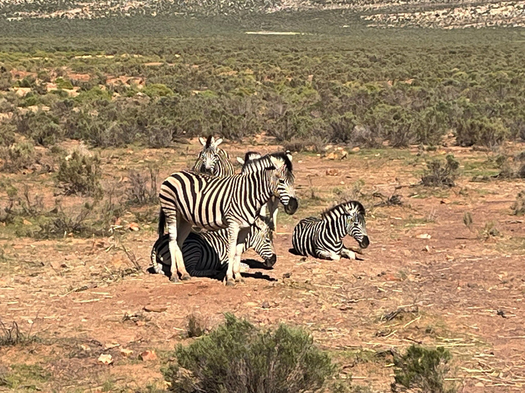 Gems Of Africa Safari And Tours-开普敦必去景点