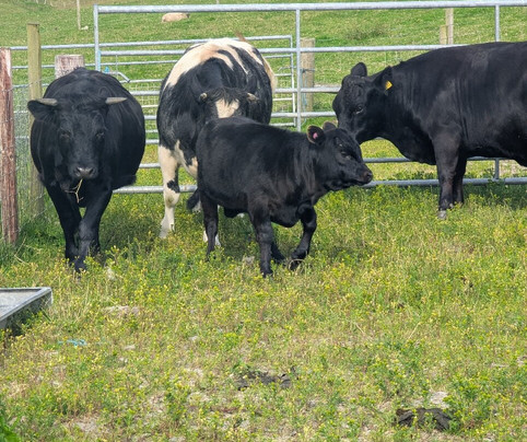 Withyburn Croft Tours-Bigton必去景点