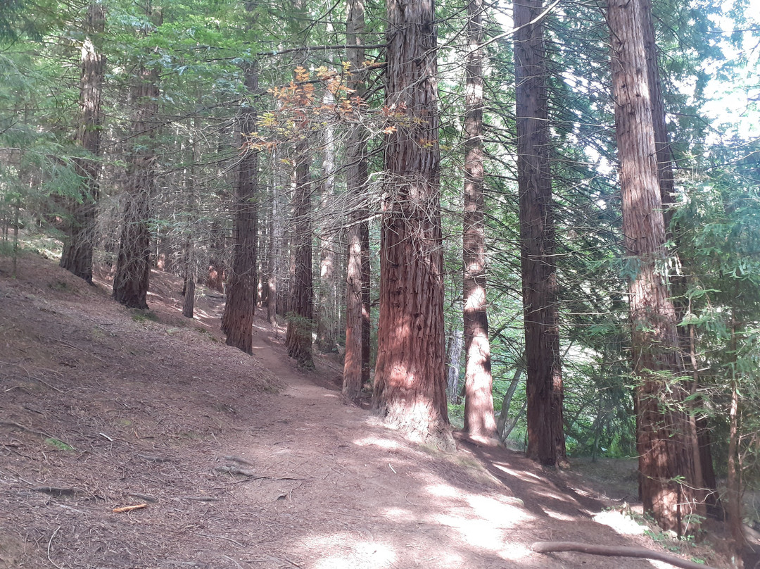 Redwood Forest-Cabezon de la Sal必去景点