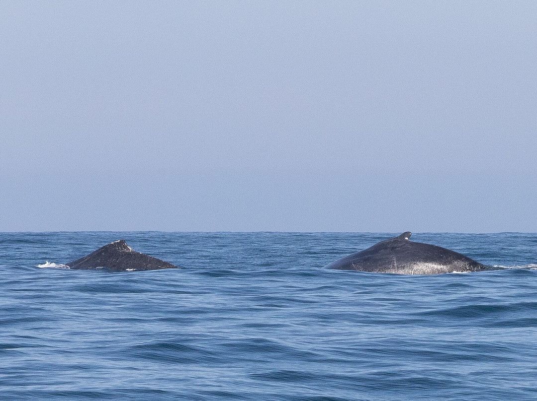Maremar Turismo-伊利亚贝拉必去景点