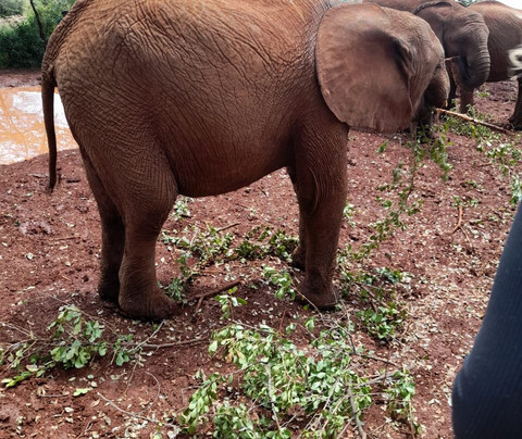 Elac Safaris-内罗毕必去景点