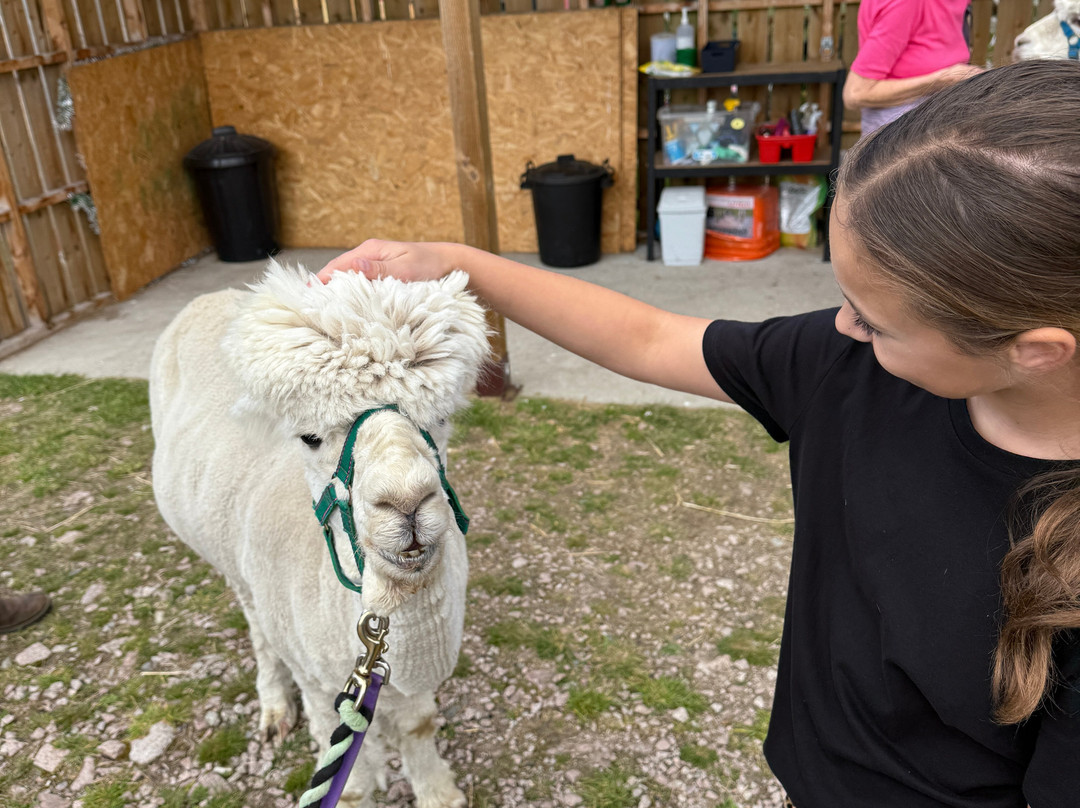 Cairngorm Alpacas-Newtonmore必去景点