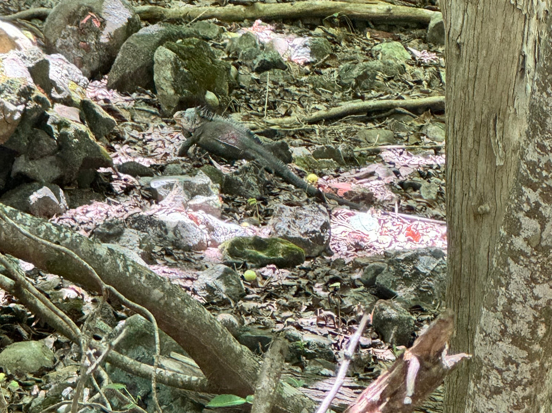 Madinina Kayaks-Le Robert必去景点