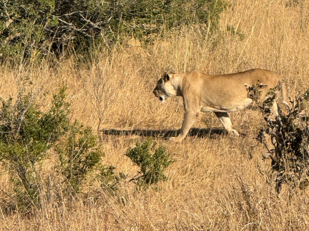 Discover Kruger Safaris-库马堤港必去景点