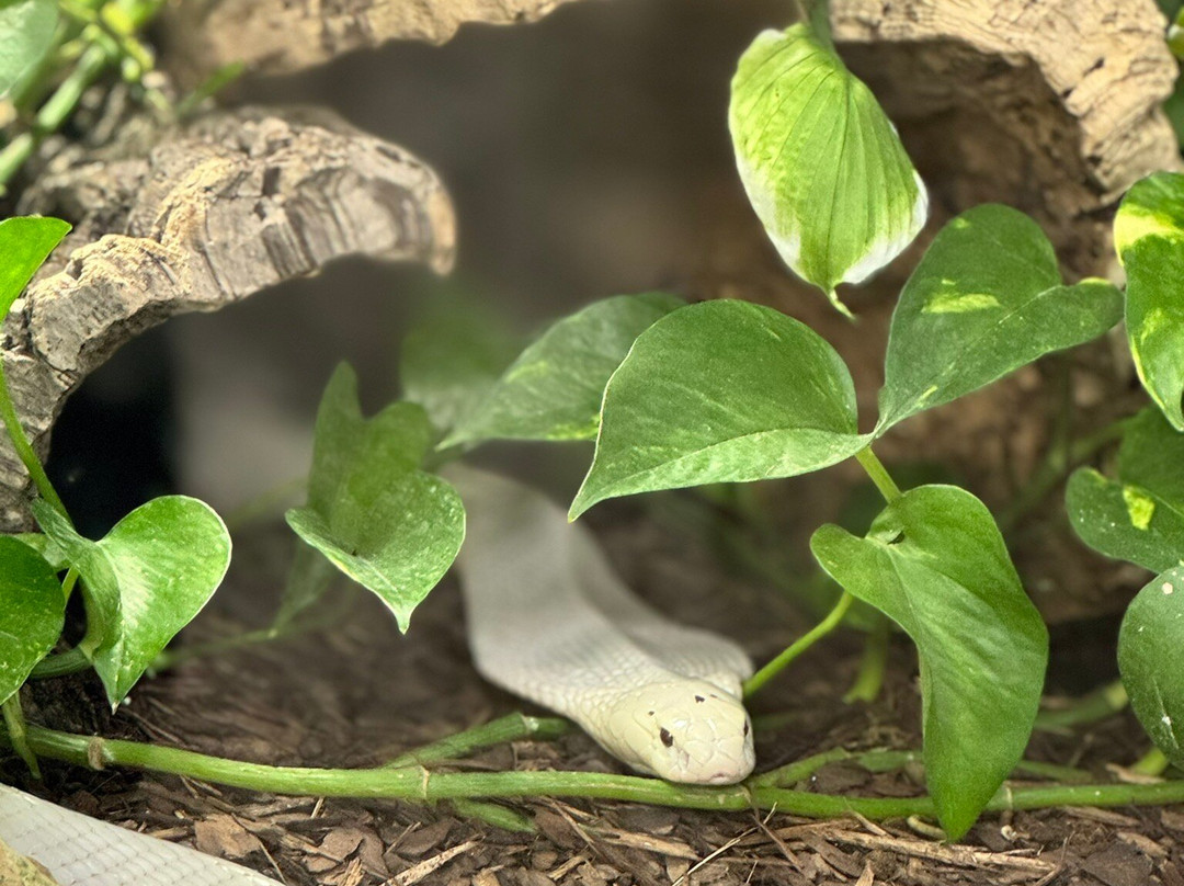 Planet Exotica-鲁瓦扬必去景点