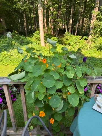 Brook Farm Inn主图