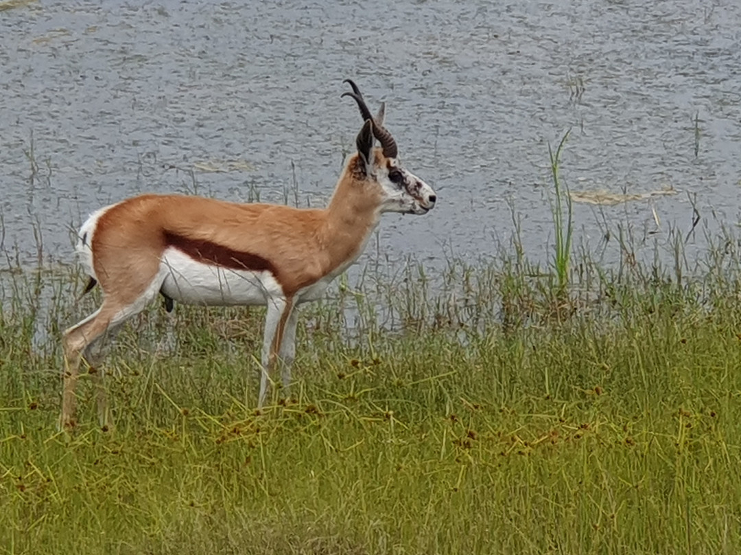 Kwantu Private Game Reserve - Day Visits-伊丽莎白港必去景点