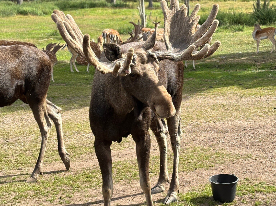 Skullaryd Älgpark-Eksjo必去景点