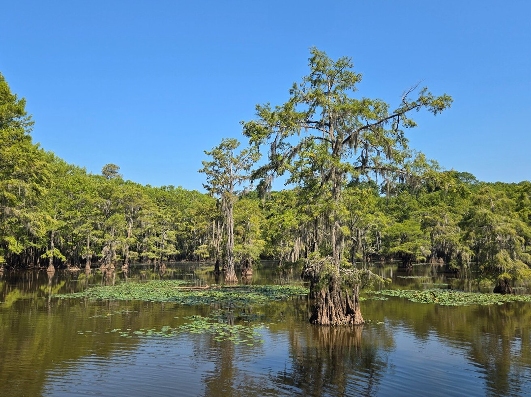 Captain Ron's Swamp Tours-Karnack必去景点