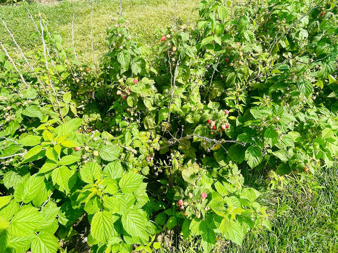 Stade's Farm and Market-McHenry必去景点