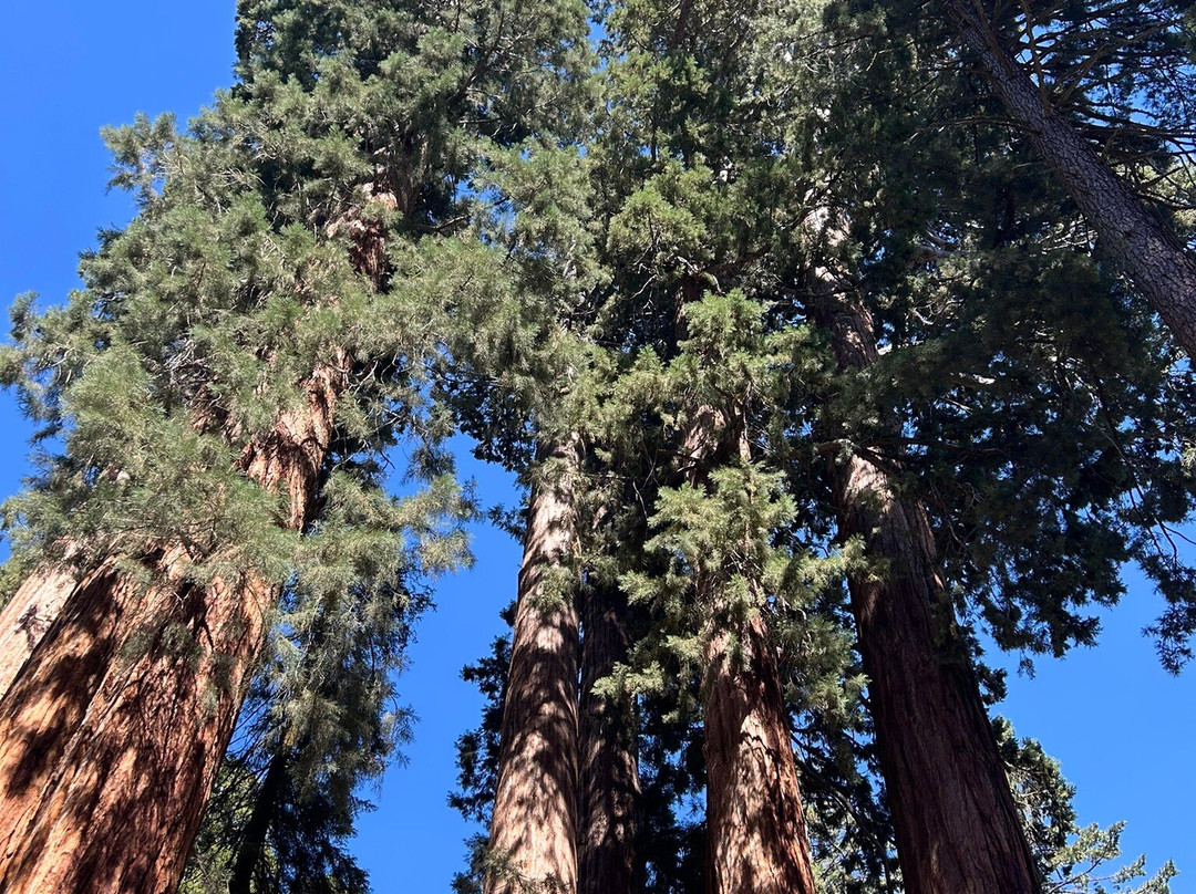 Sequoia National Park-维塞利亚必去景点