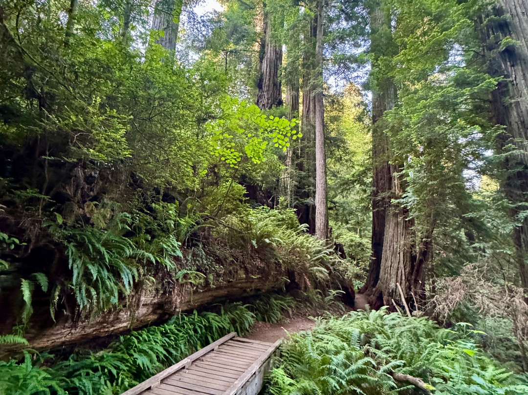 Trillium Falls Hike-Orick必去景点