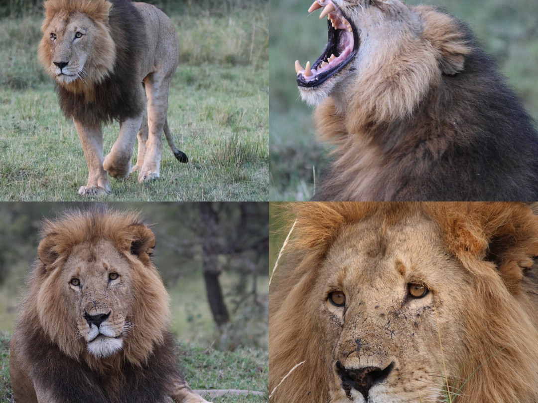 Designer Safari-内罗毕必去景点