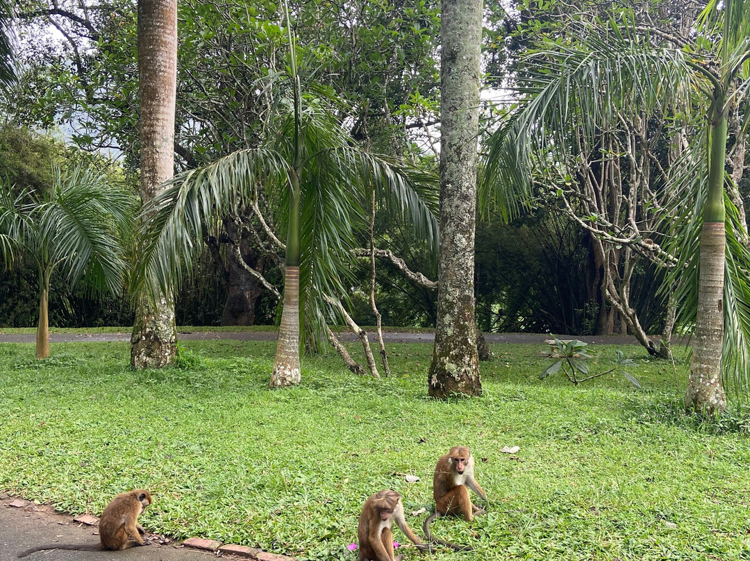 Glee Tours Lanka-Pannipitiya必去景点