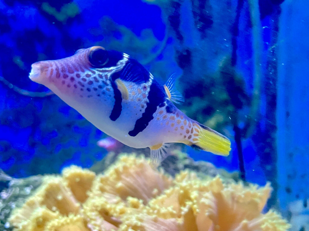 Cercle Aquariophile Du Calaisis-加莱必去景点