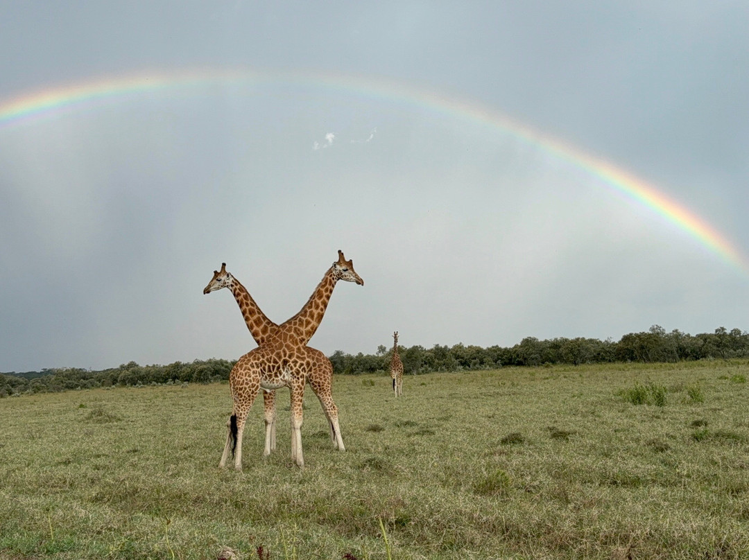 Banok Safaris-内罗毕必去景点