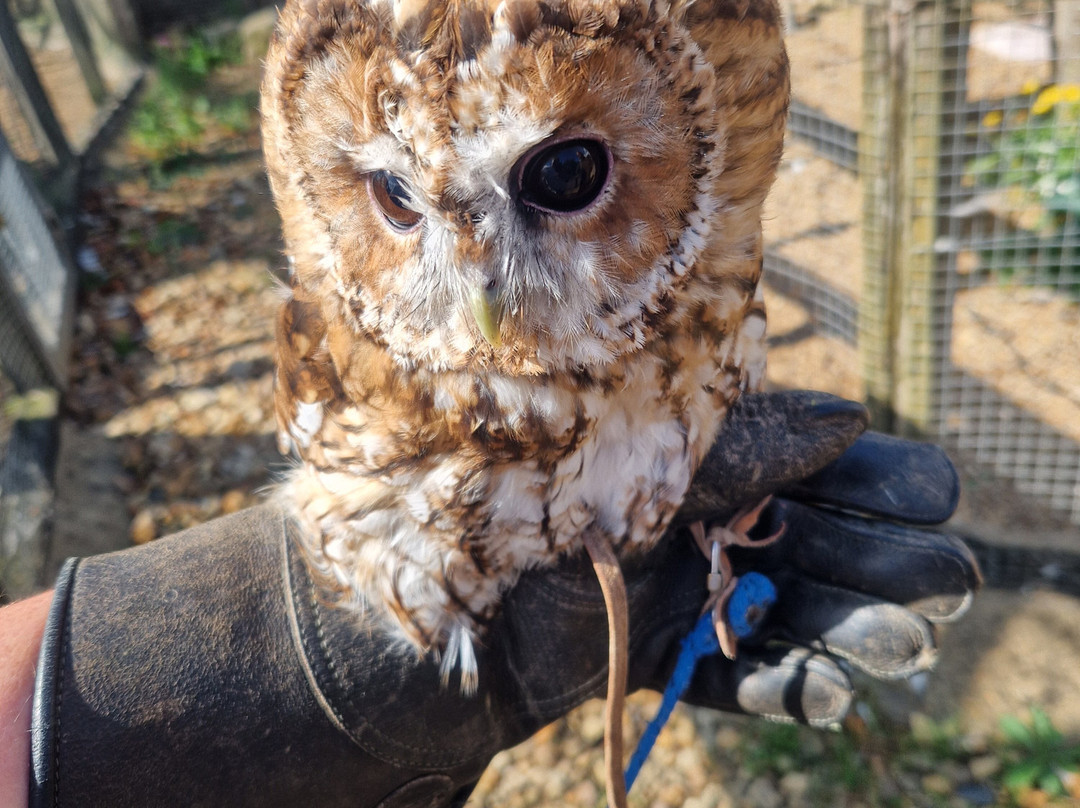 Raptor Foundation-Woodhurst必去景点