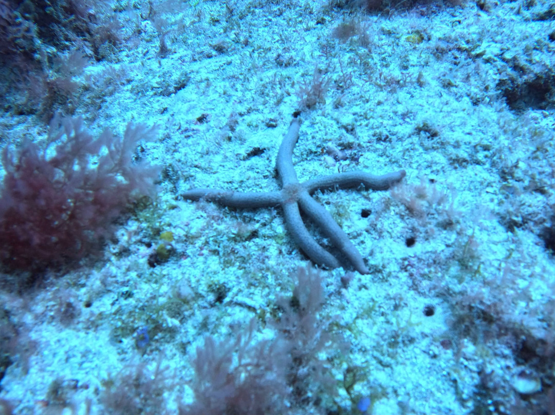 Cabo Verde Diving-Ilha do Sal必去景点