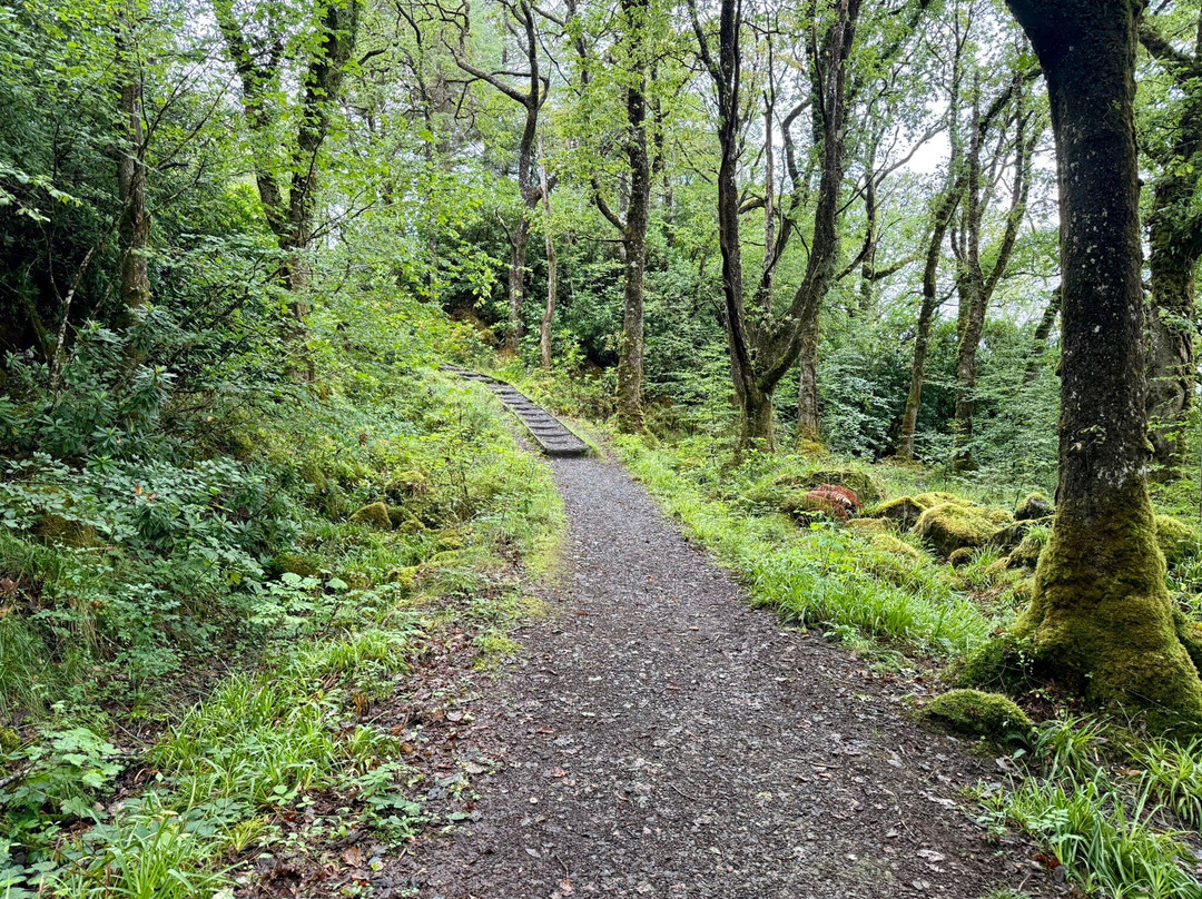 Mull Magic Wildlife - Day Tours-Tobermory必去景点