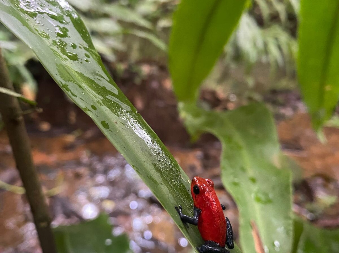Parque National Volcan Tenorio-Bijagua de Upala必去景点