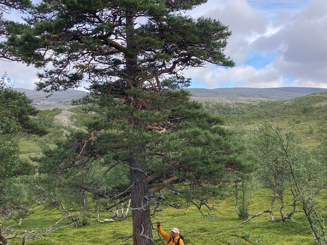 Stabbursdalen Lodge主图