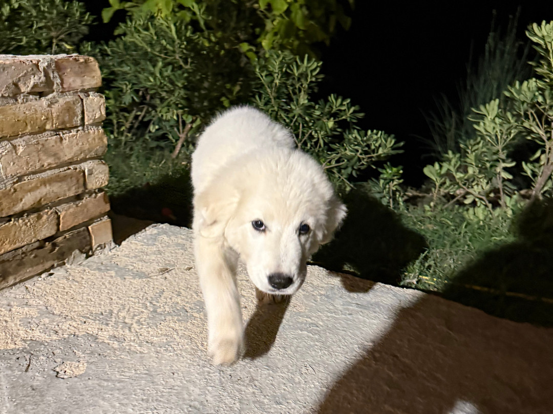 Passeggiata a cavallo a Guardialfiera-Guardialfiera必去景点