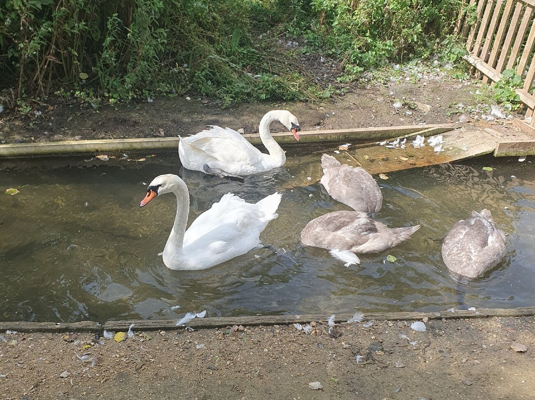 Abbotsbury Swannery-Abbotsbury必去景点