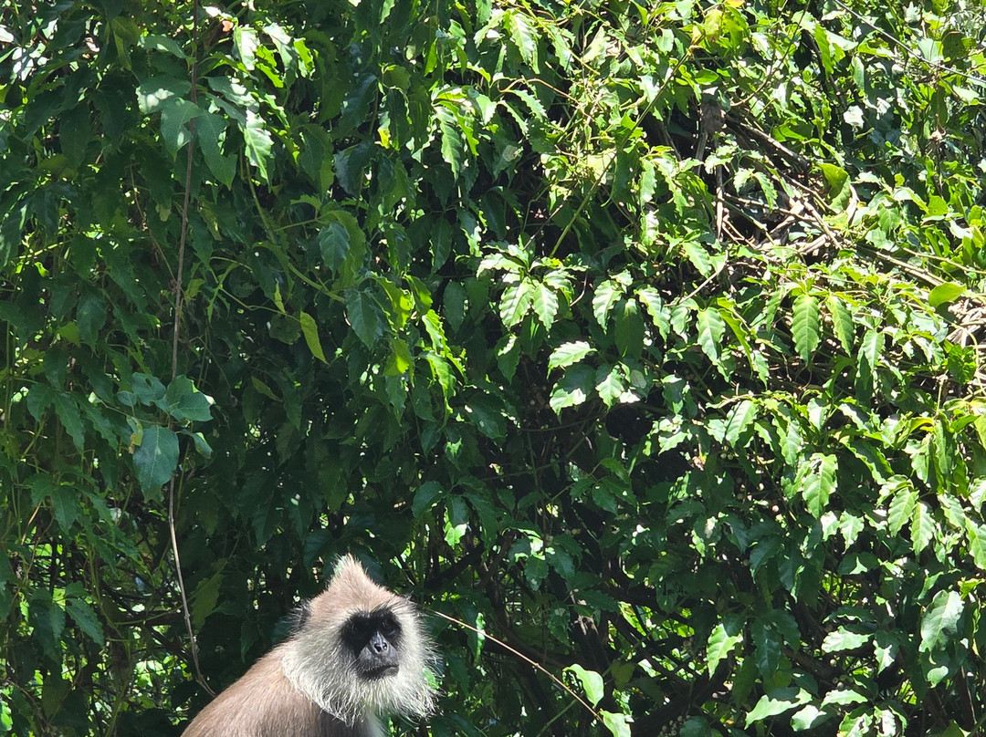 Kanishka Prabath-奴娃拉伊利雅必去景点