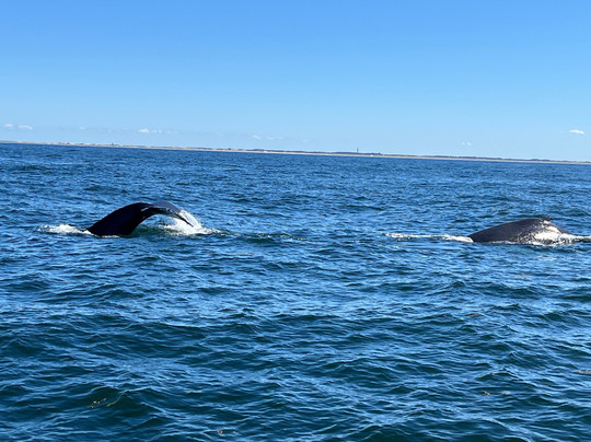 Captain John Boats-普利茅斯必去景点