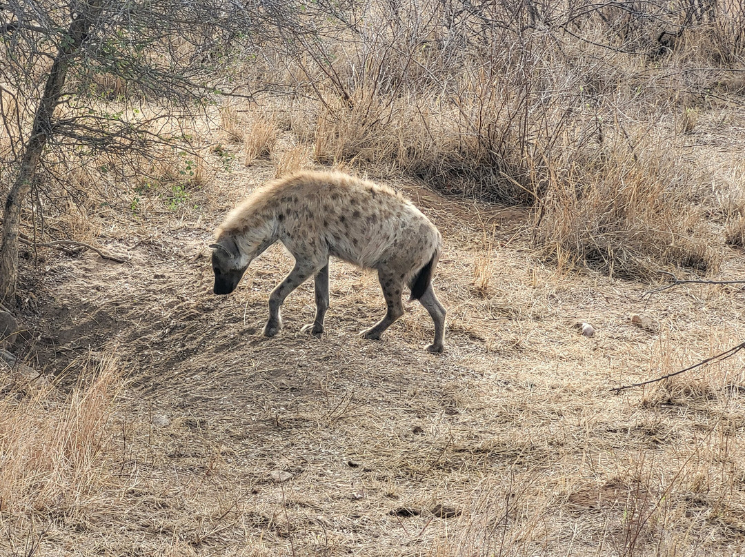 Legend Safaris-克鲁格国家公园必去景点